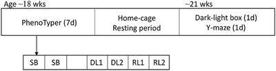 Assessment of Behavioral Characteristics With Procedures of Minimal Human Interference in the mdx Mouse Model for Duchenne Muscular Dystrophy